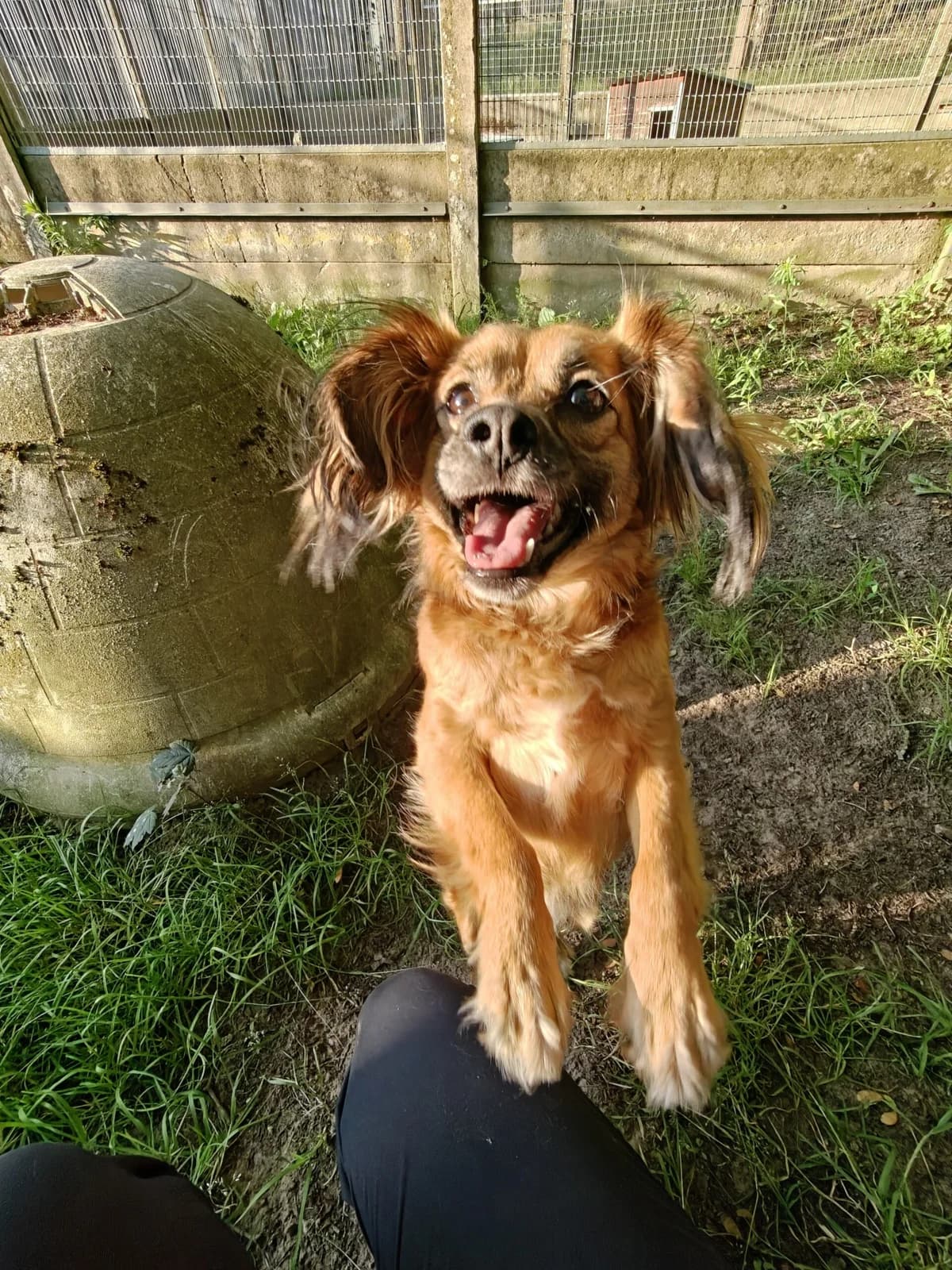 Zeyna, female young mixed breed for adoption at Dierenasiel Genk, Genk