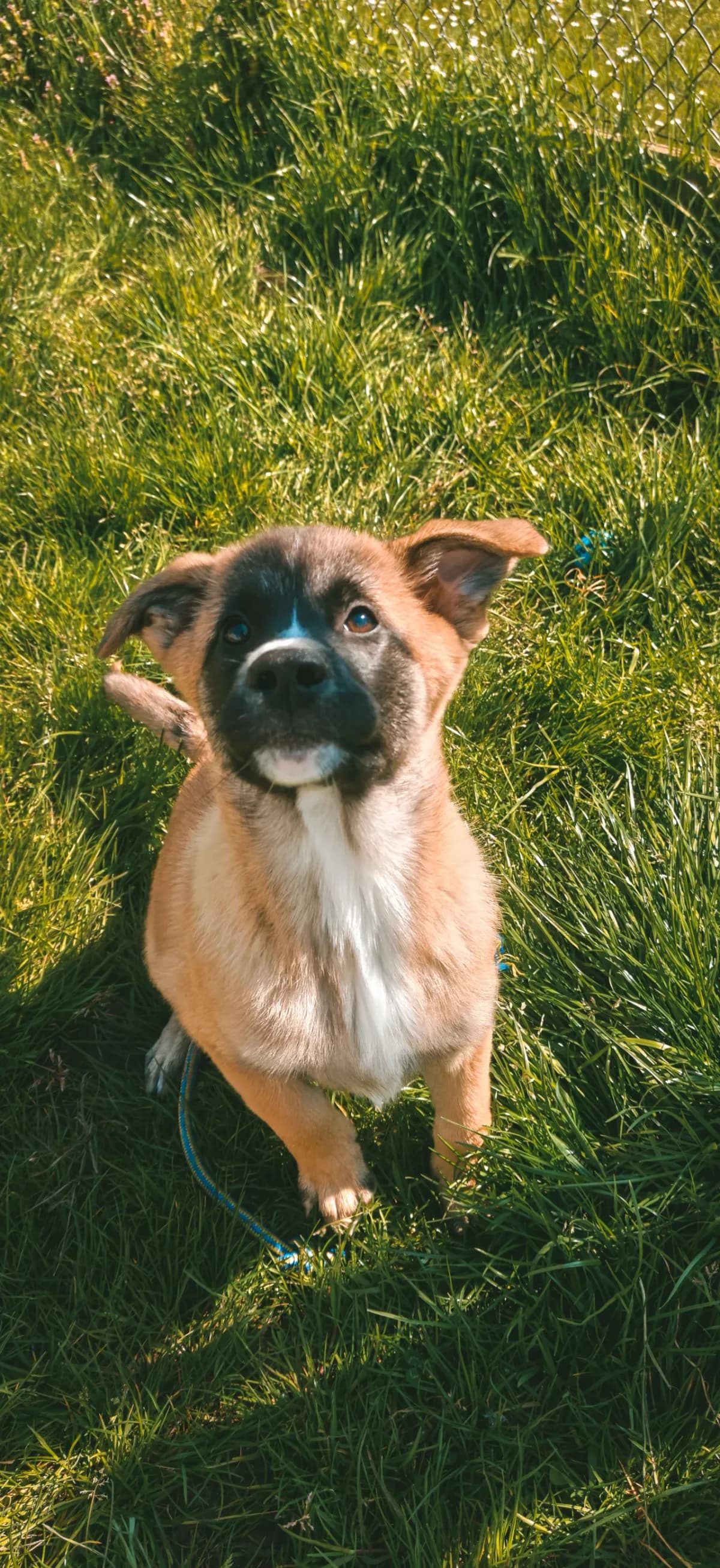 Blossom & Bubbles, female puppy Akita for adoption at Dierenasiel Gent, Gent
