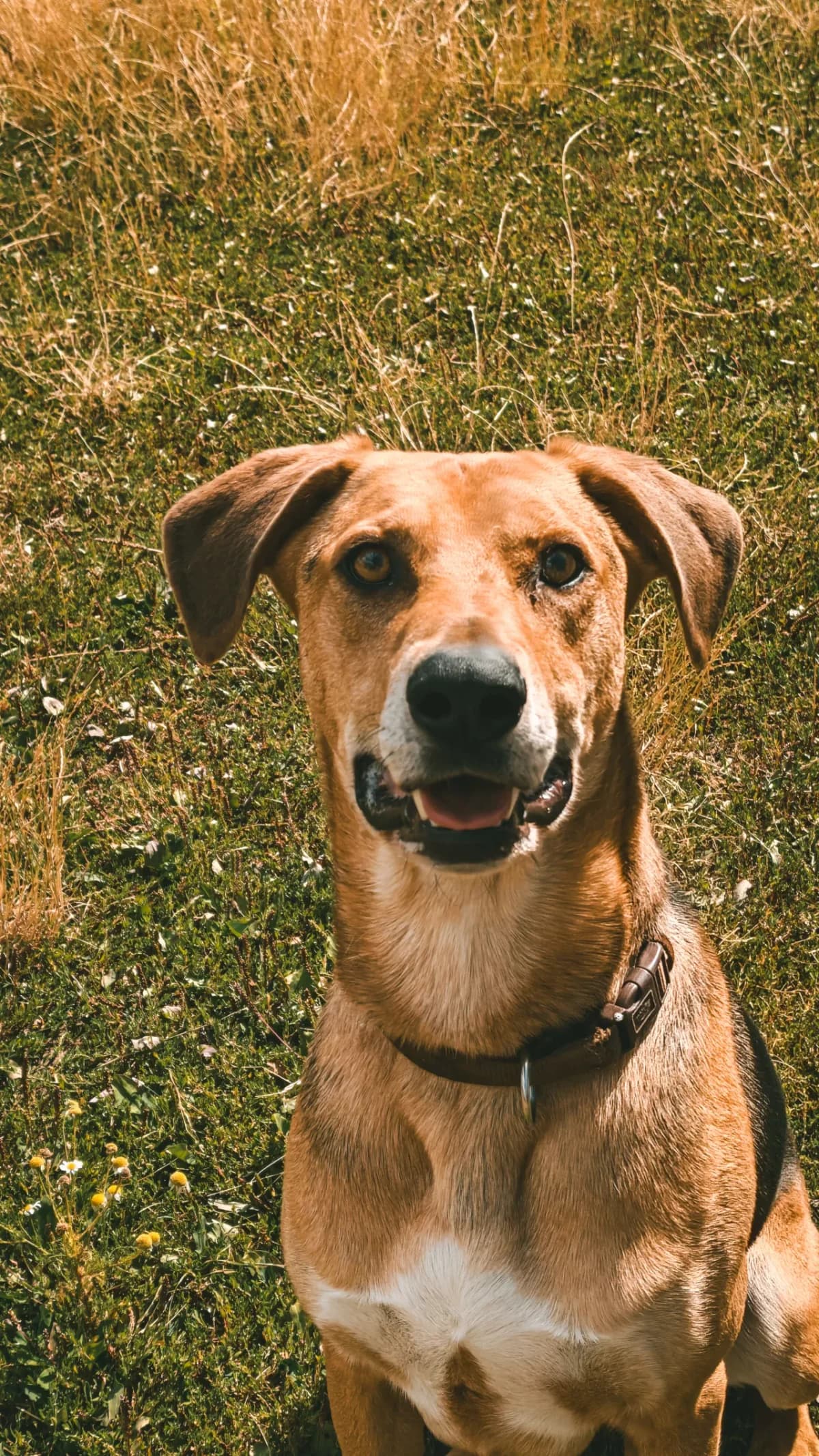 Michael, male 3yo mixed breed for adoption at Dierenasiel Gent, Gent