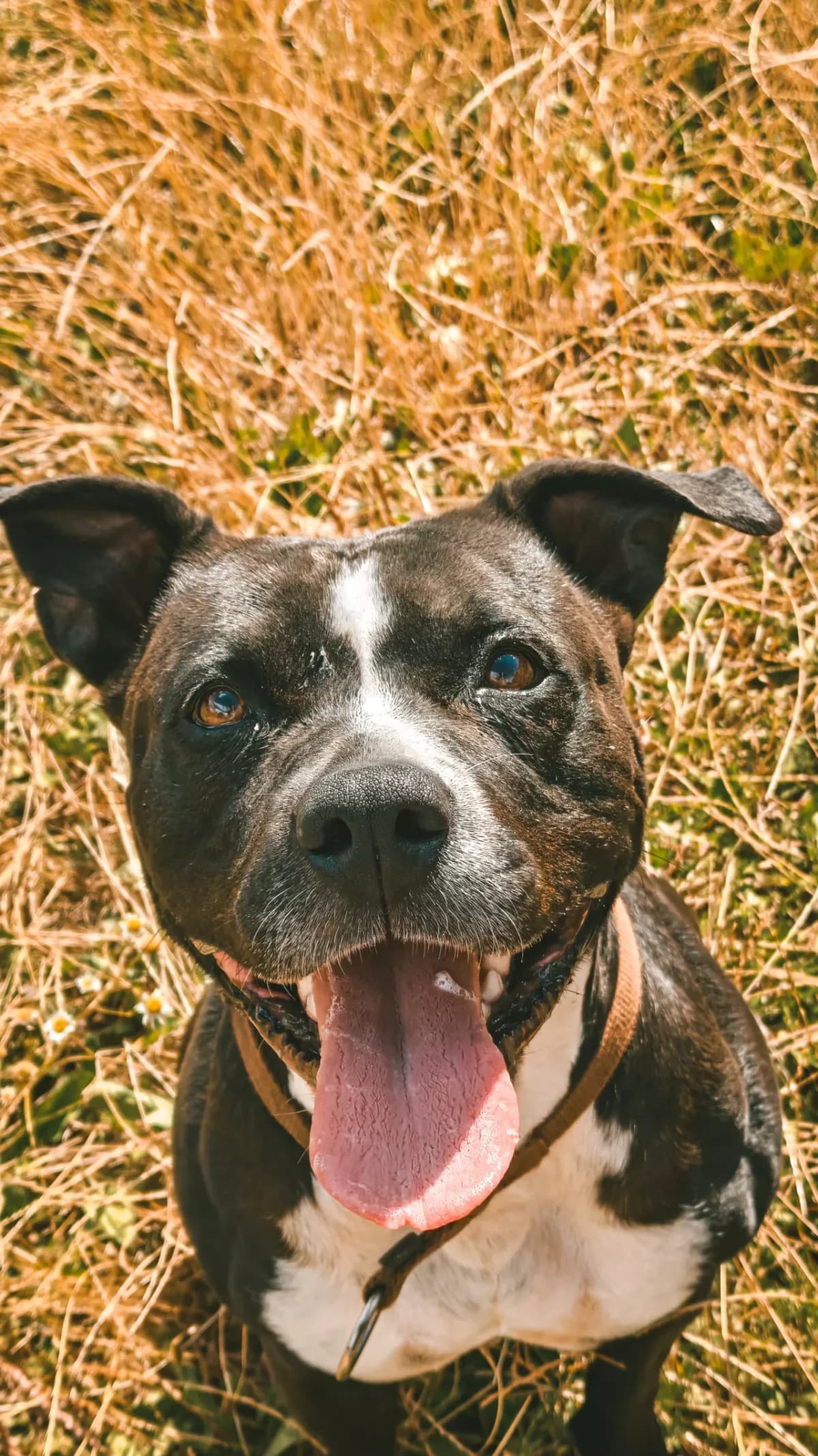 Milinda, female 5yo mixed breed for adoption at Dierenasiel Gent, Gent
