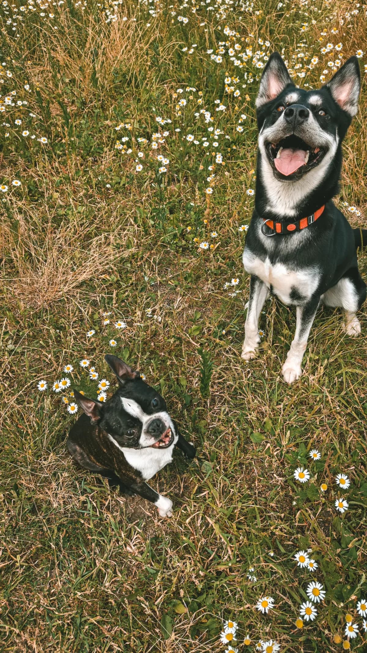 Paddy & Liam, male senior Husky for adoption at Dierenasiel Gent, Gent