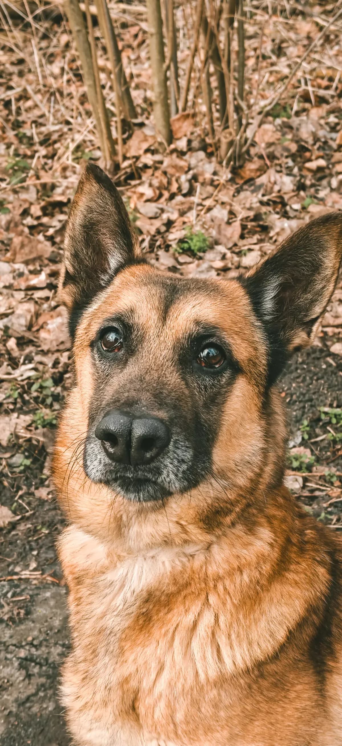 Roosje, female 5yo mixed breed for adoption at Dierenasiel Gent, Gent