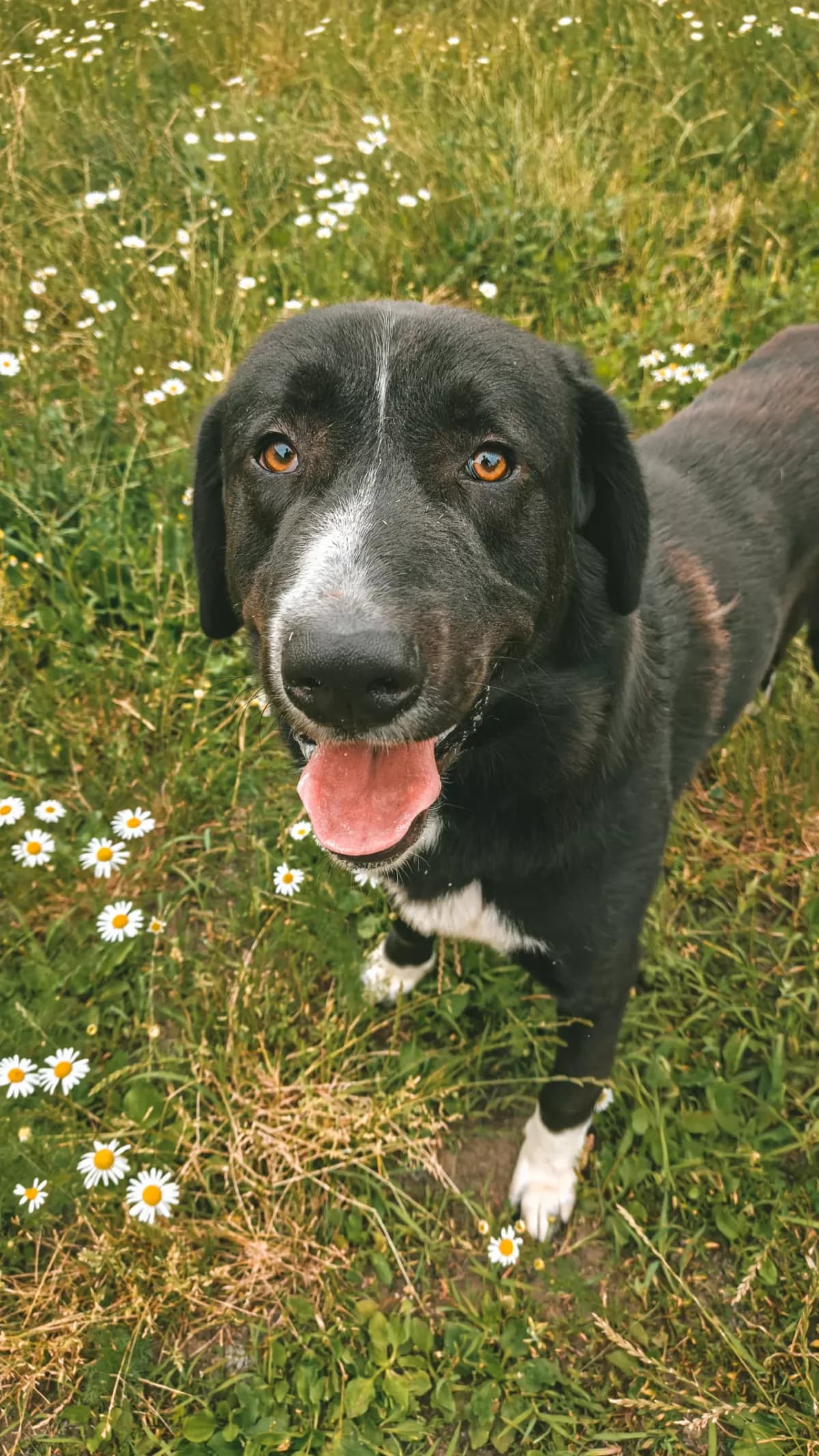 Teo, male young mixed breed for adoption at Dierenasiel Gent, Gent