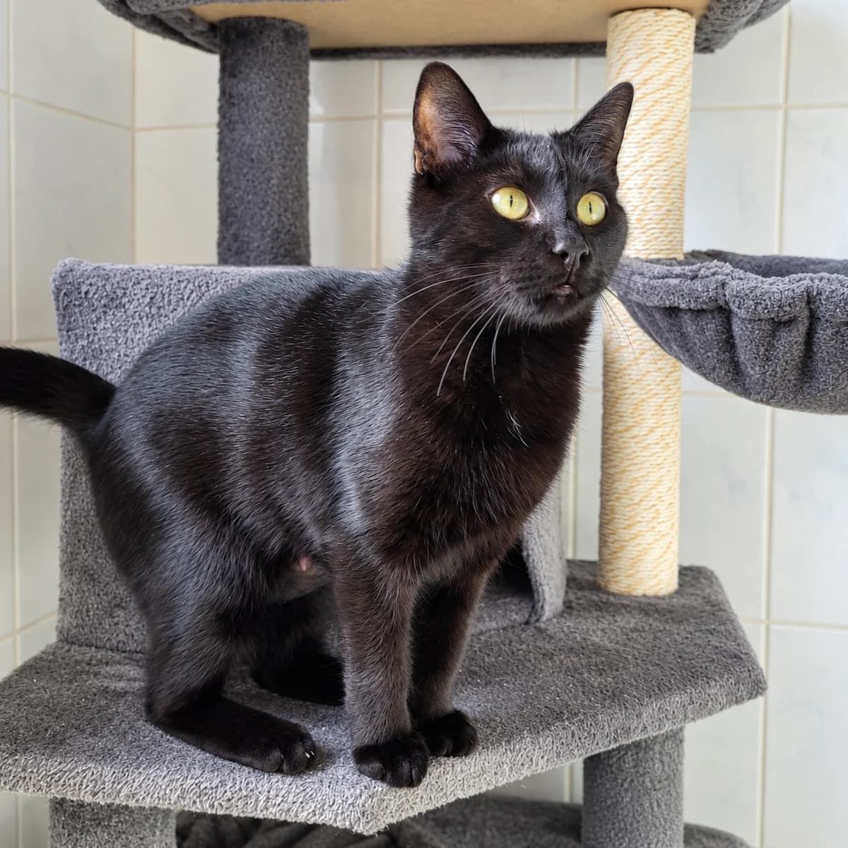 Cato, young Mixed Breed Cat for adoption at Dierenasiel Ninove, Ninove