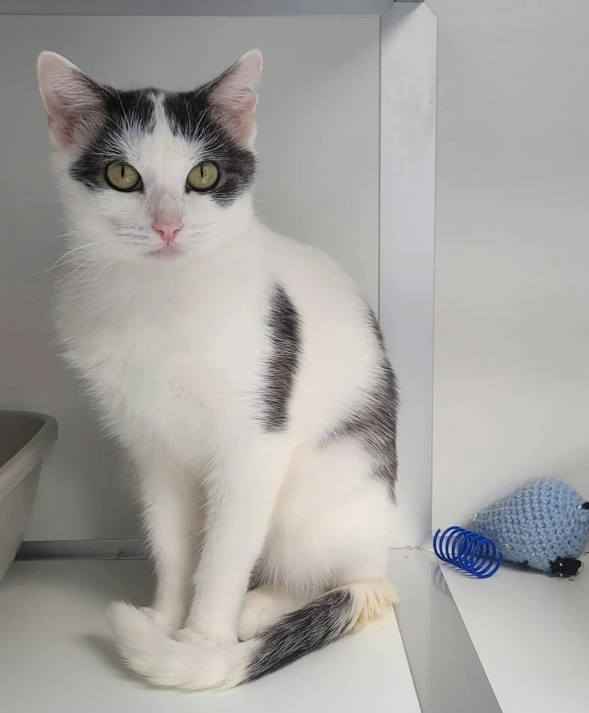 Fenna, young Mixed Breed Cat for adoption at Dierenasiel Ninove, Ninove
