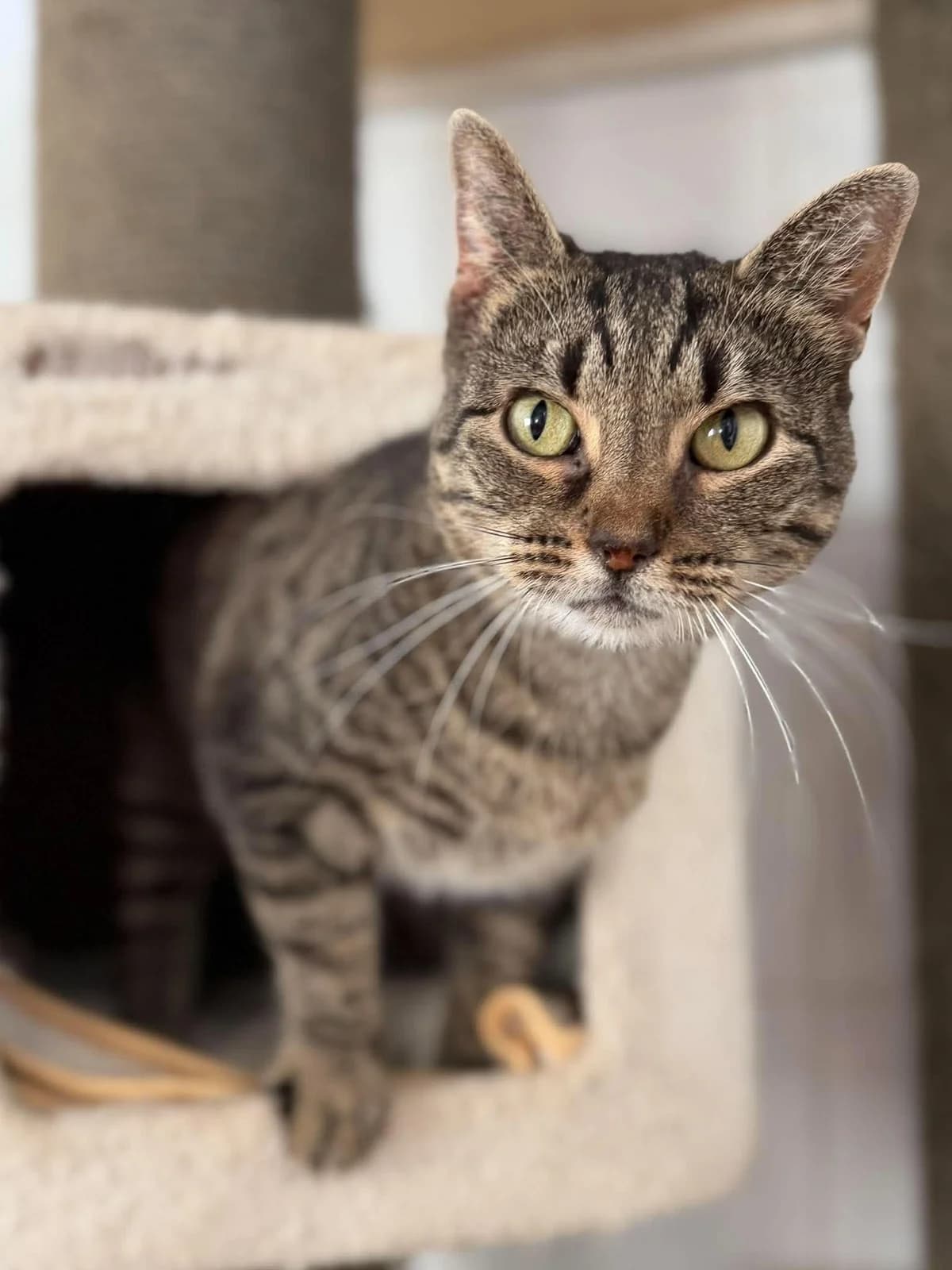 Fieke, senior Mixed Breed Cat for adoption at Dierenasiel Ninove, Ninove