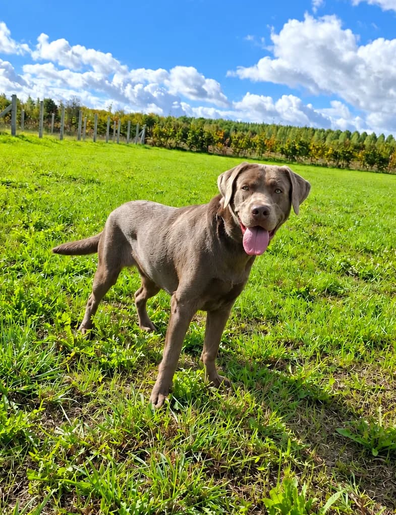 Jul, male senior Labrador Retriever for adoption at Dierenasiel Ninove, Ninove