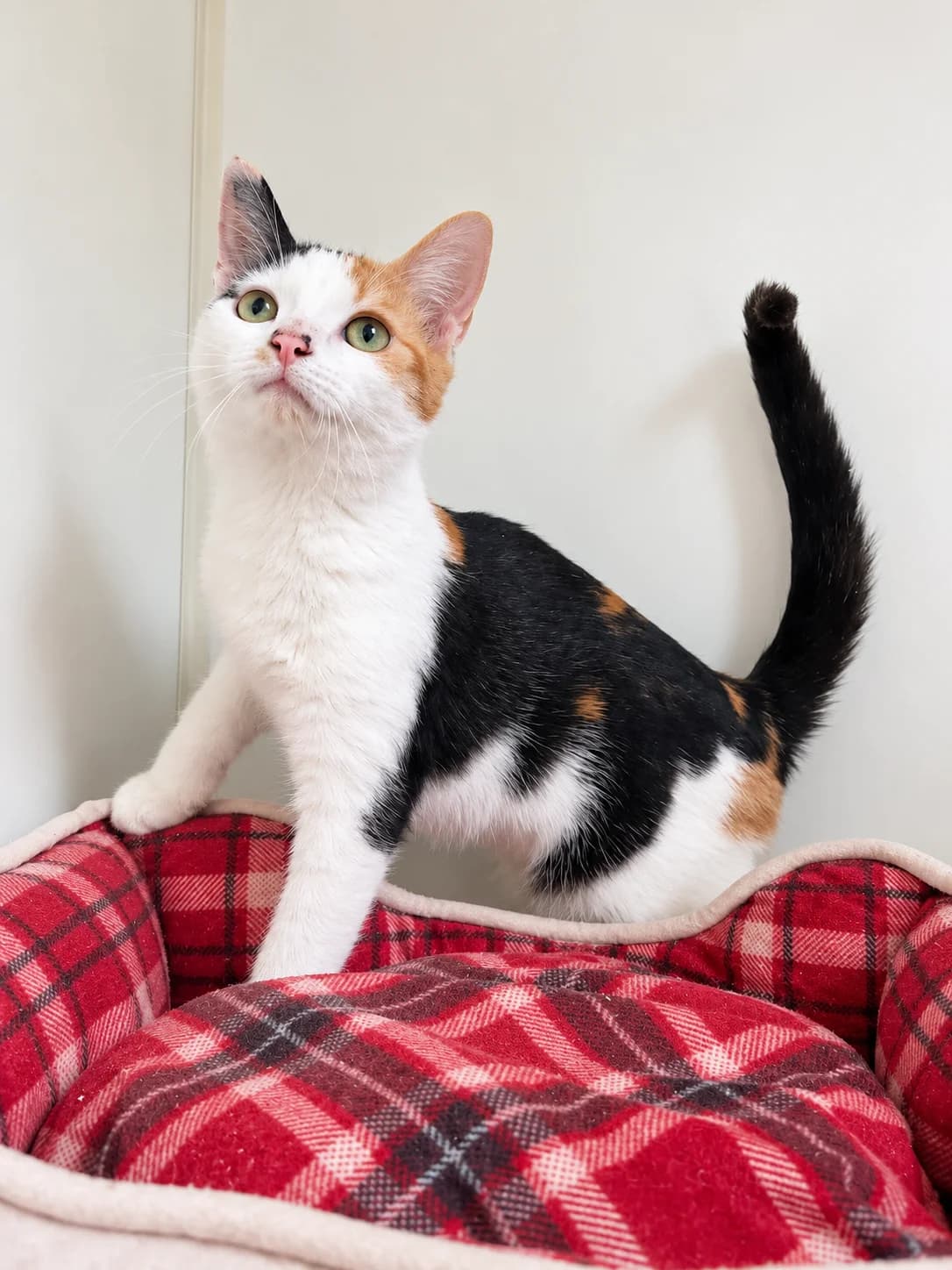 Lotte, puppy Mixed Breed Cat for adoption at Dierenasiel Ninove, Ninove