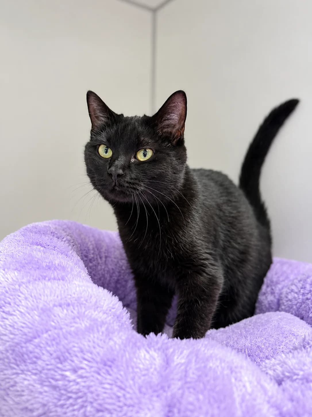 Marie, young Mixed Breed Cat for adoption at Dierenasiel Ninove, Ninove
