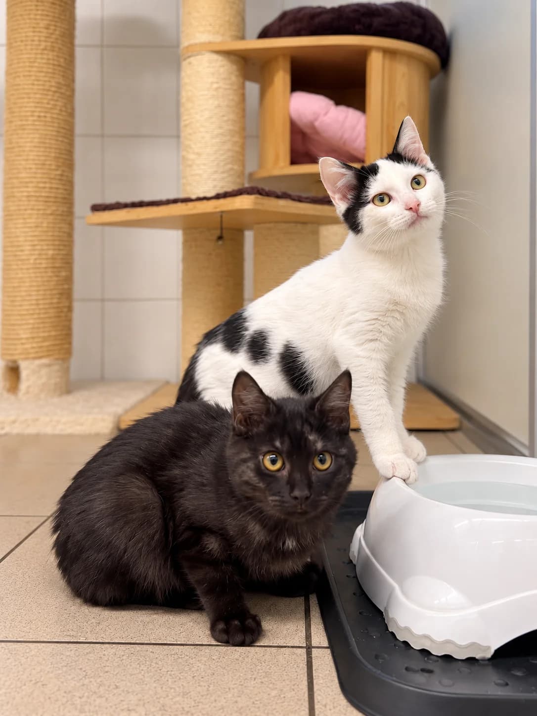 Morris & Moon, male puppy Mixed Breed Cat for adoption at Dierenasiel Ninove, Ninove