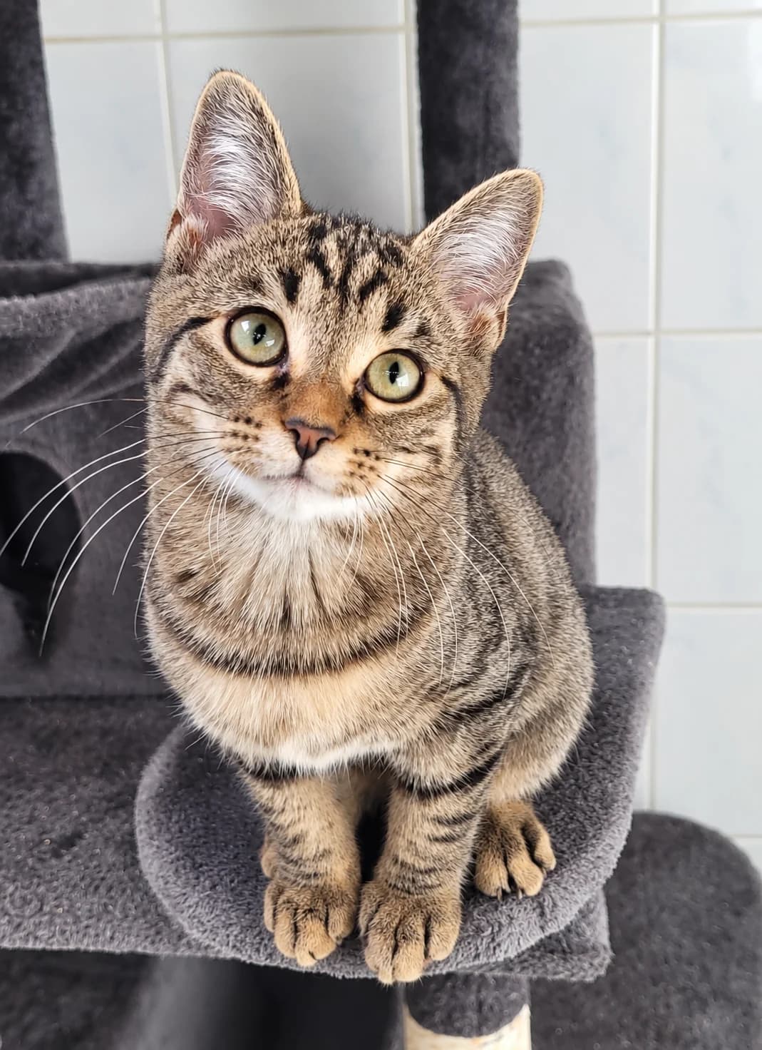 Nora, Lou & Cody, male puppy Mixed Breed Cat for adoption at Dierenasiel Ninove, Ninove
