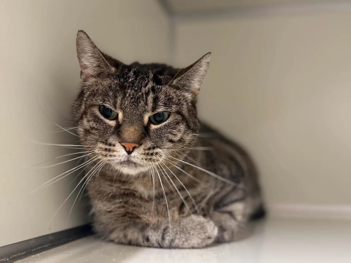 Pierre, male 6yo Mixed Breed Cat for adoption at Dierenasiel Ninove, Ninove