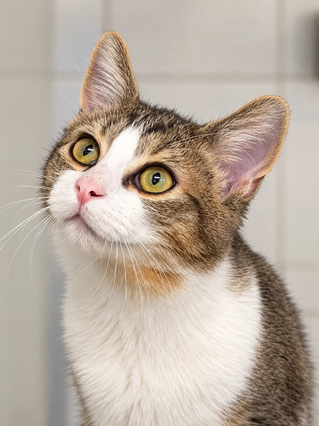 Radja, male puppy Mixed Breed Cat for adoption at Dierenasiel Ninove, Ninove