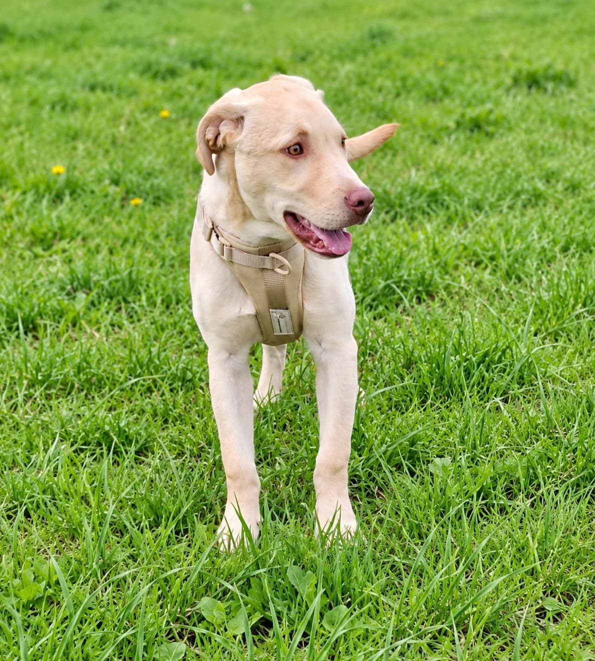 Robbie, male senior Labrador Retriever for adoption at Dierenasiel Ninove, Ninove
