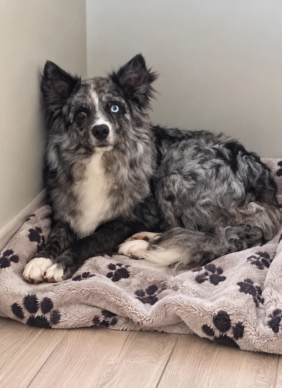 Sky, male young Border Collie for adoption at Dierenasiel Ninove, Ninove