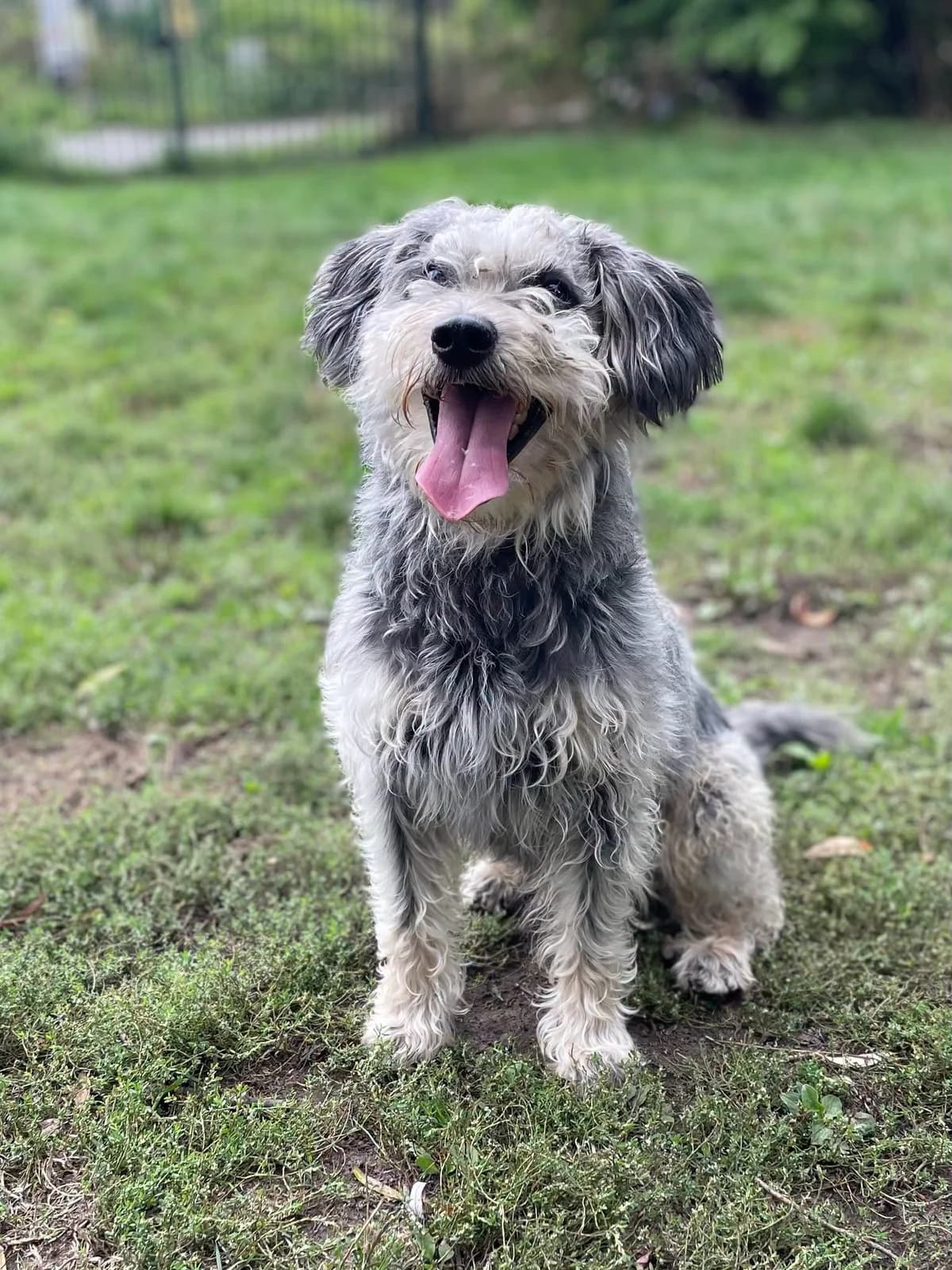 Aiko, male Mixed Breed for adoption at Dierenasiel Schoten, Schoten