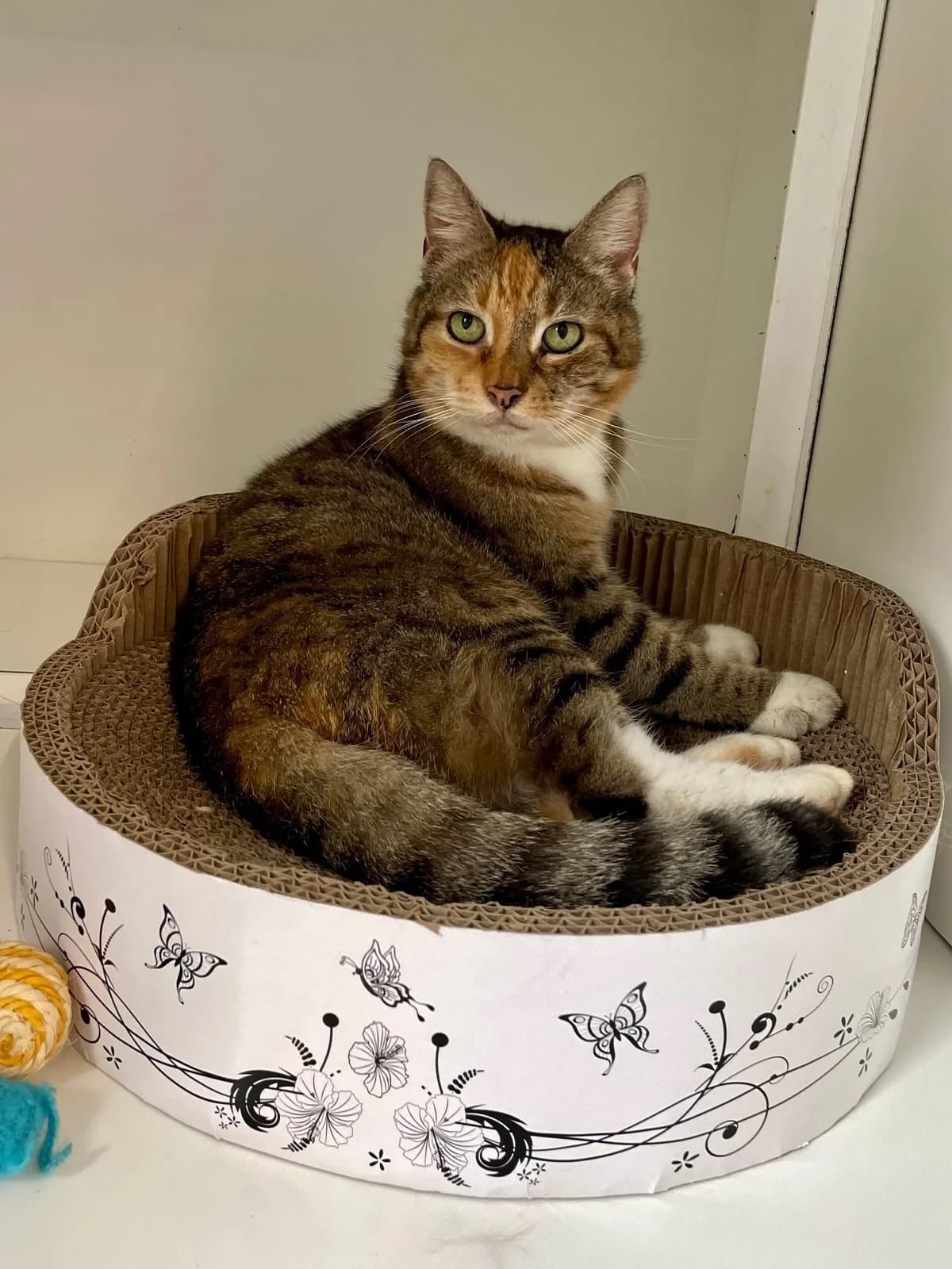 Aqui, female senior European Shorthair for adoption at Dierenasiel Schoten, Schoten