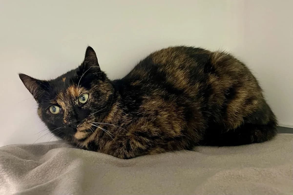 Bella, wit female 5yo European Shorthair for adoption at Dierenasiel Schoten, Schoten