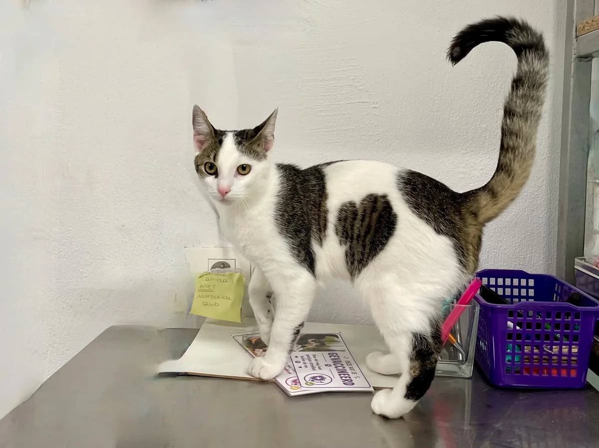 Billie, male European Shorthair for adoption at Dierenasiel Schoten, Schoten