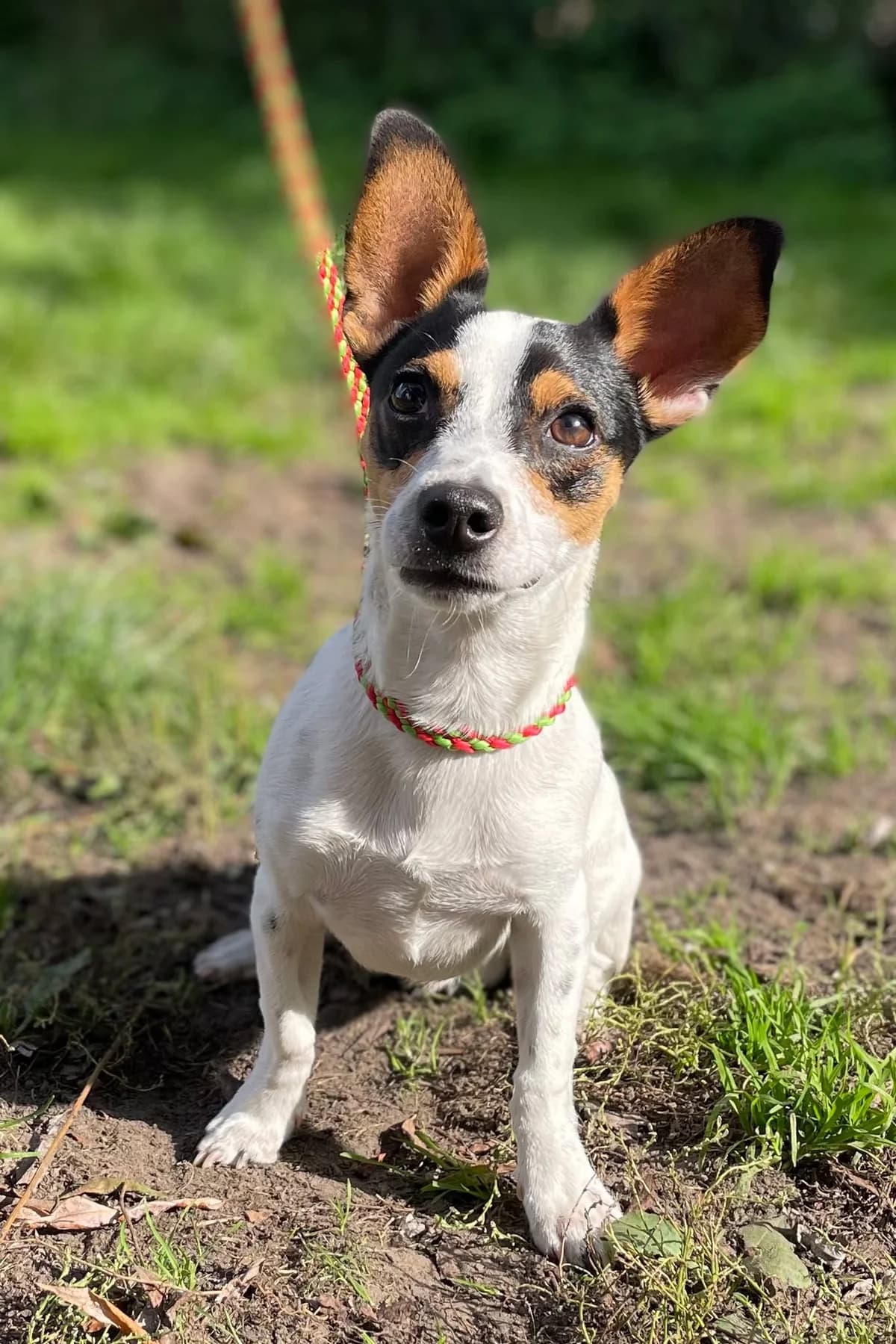 Billy, male Jack Russell Terrier for adoption at Dierenasiel Schoten, Schoten