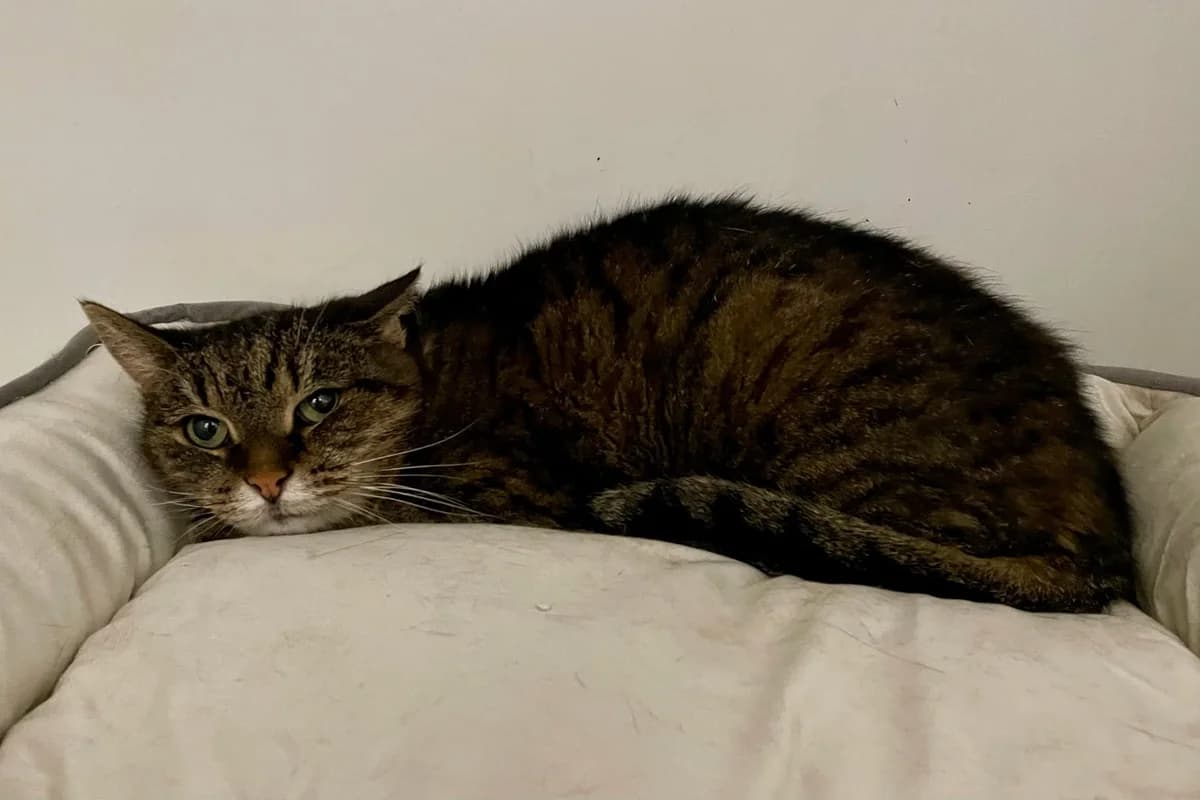 Binki, female senior European Shorthair for adoption at Dierenasiel Schoten, Schoten