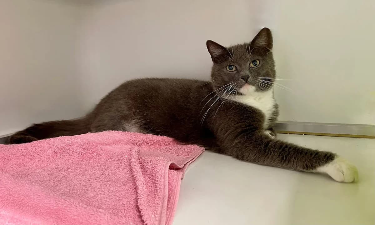 Bo, female European Shorthair for adoption at Dierenasiel Schoten, Schoten