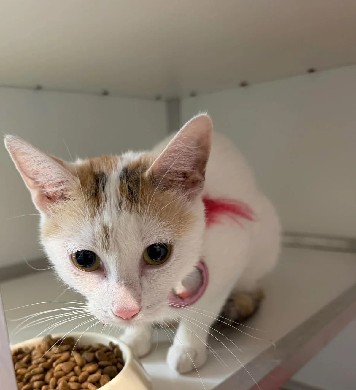 Bo, female European Shorthair for adoption at Dierenasiel Schoten, Schoten