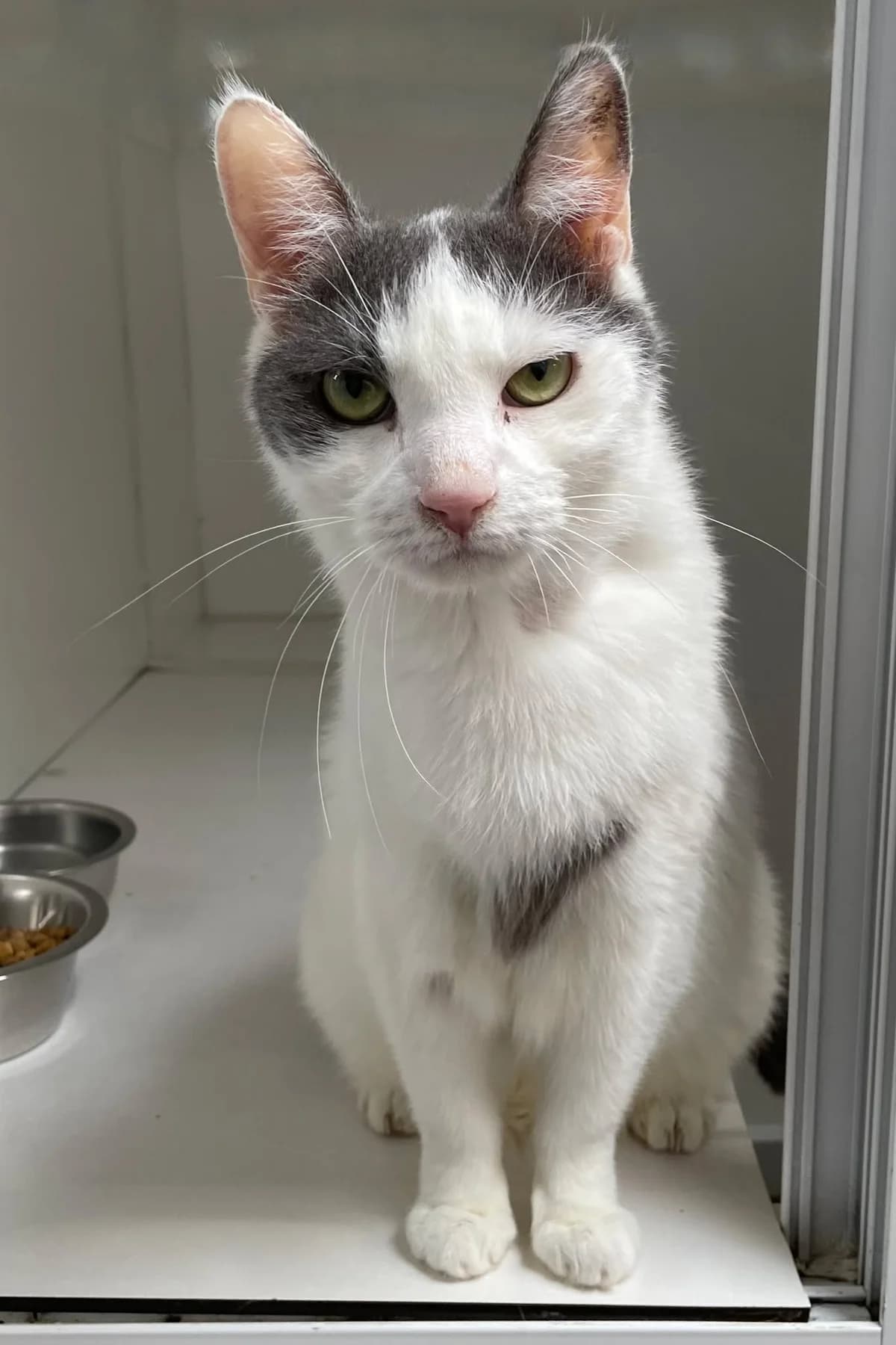 Channel, female senior European Shorthair for adoption at Dierenasiel Schoten, Schoten