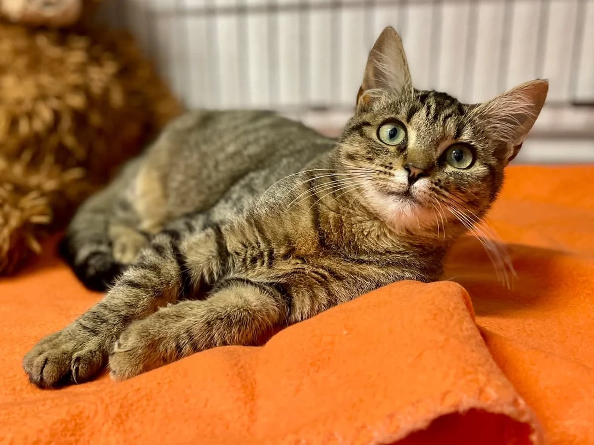 Debbie, female puppy European Shorthair for adoption at Dierenasiel Schoten, Schoten
