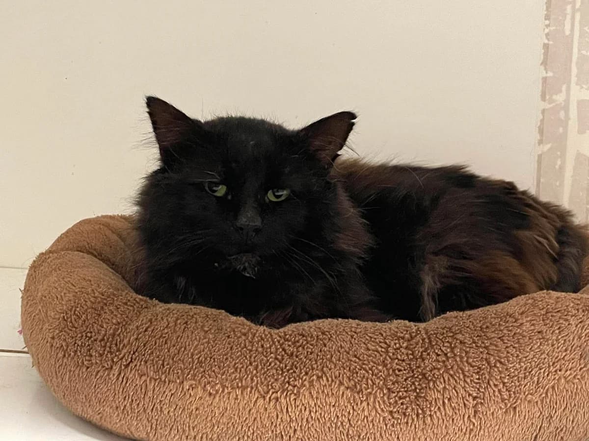 Gigi, male senior European Shorthair for adoption at Dierenasiel Schoten, Schoten