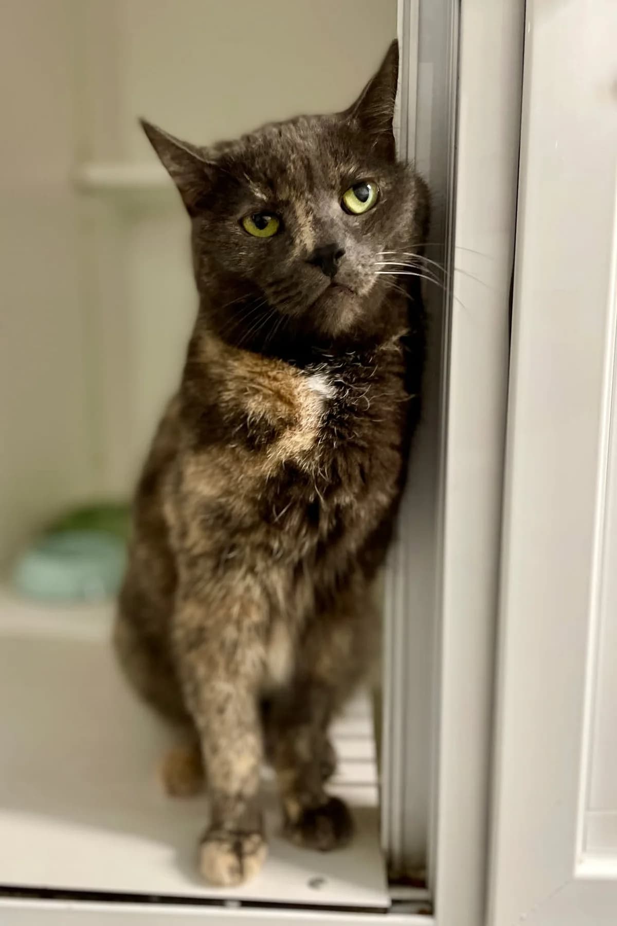 Happy, female senior European Shorthair for adoption at Dierenasiel Schoten, Schoten