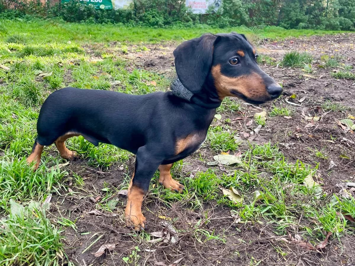 Juppeke, male Dachshund for adoption at Dierenasiel Schoten, Schoten