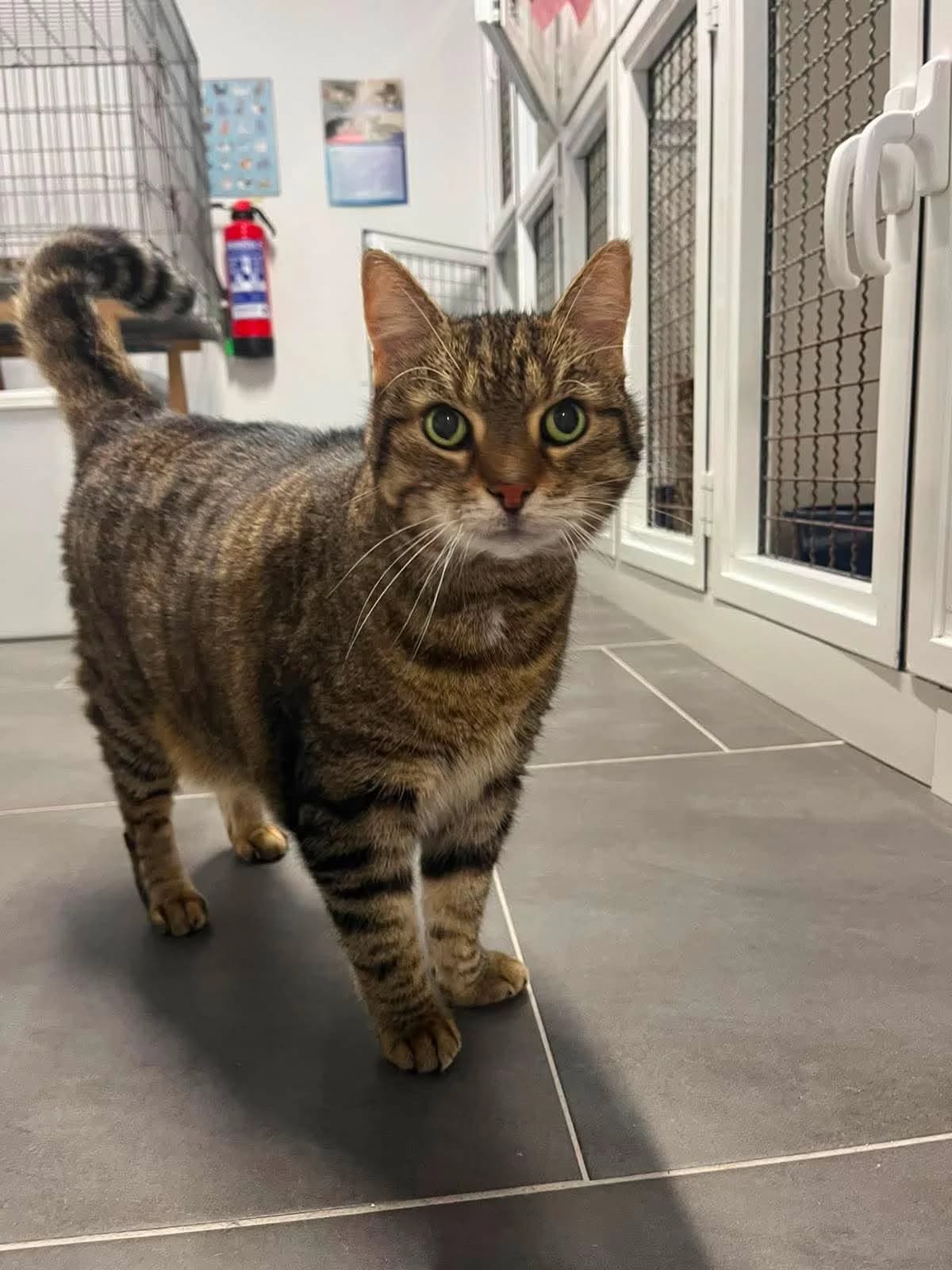 Kamiel, male senior European Shorthair for adoption at Dierenasiel Schoten, Schoten