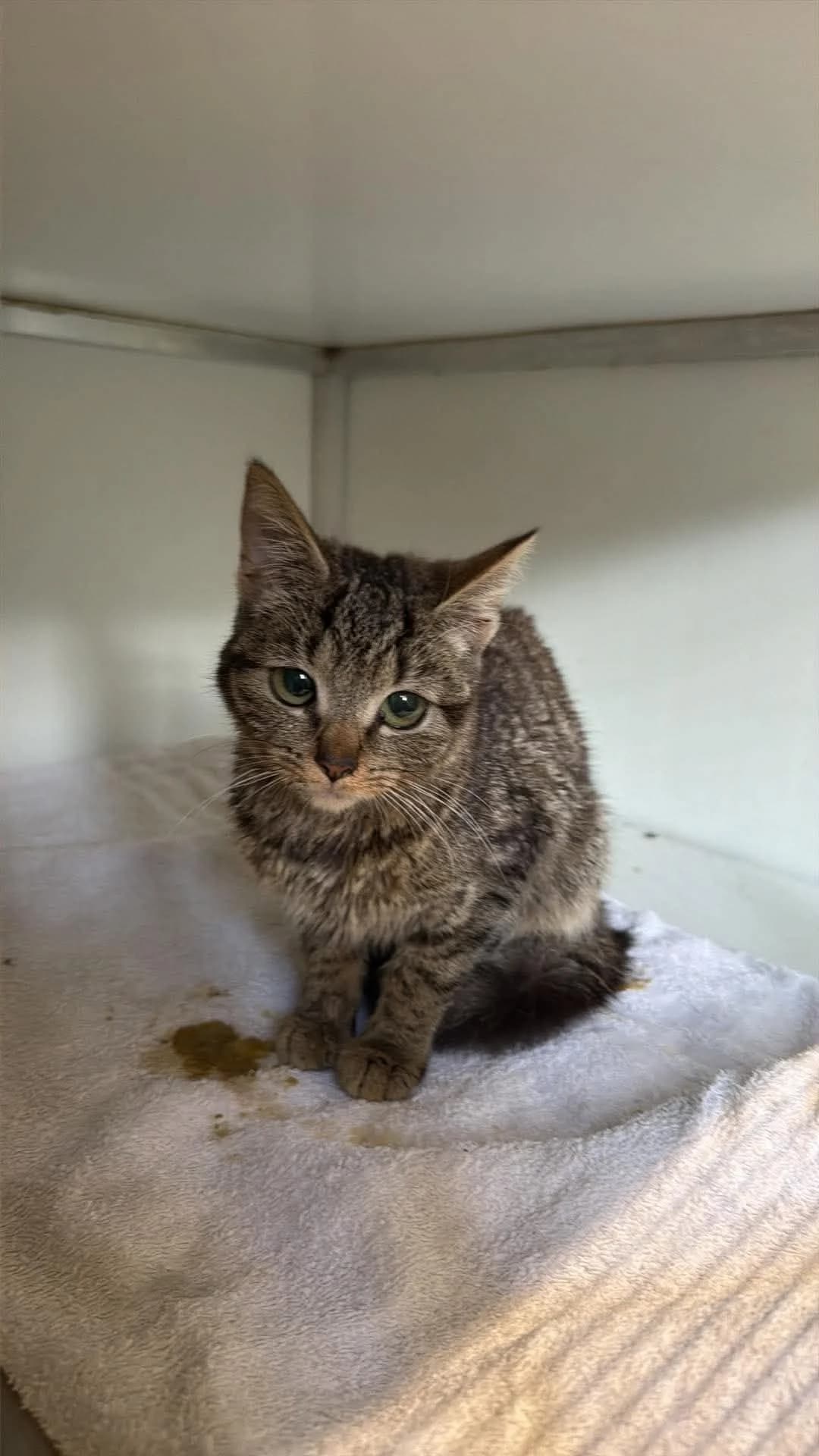 Lizzie, female European Shorthair for adoption at Dierenasiel Schoten, Schoten