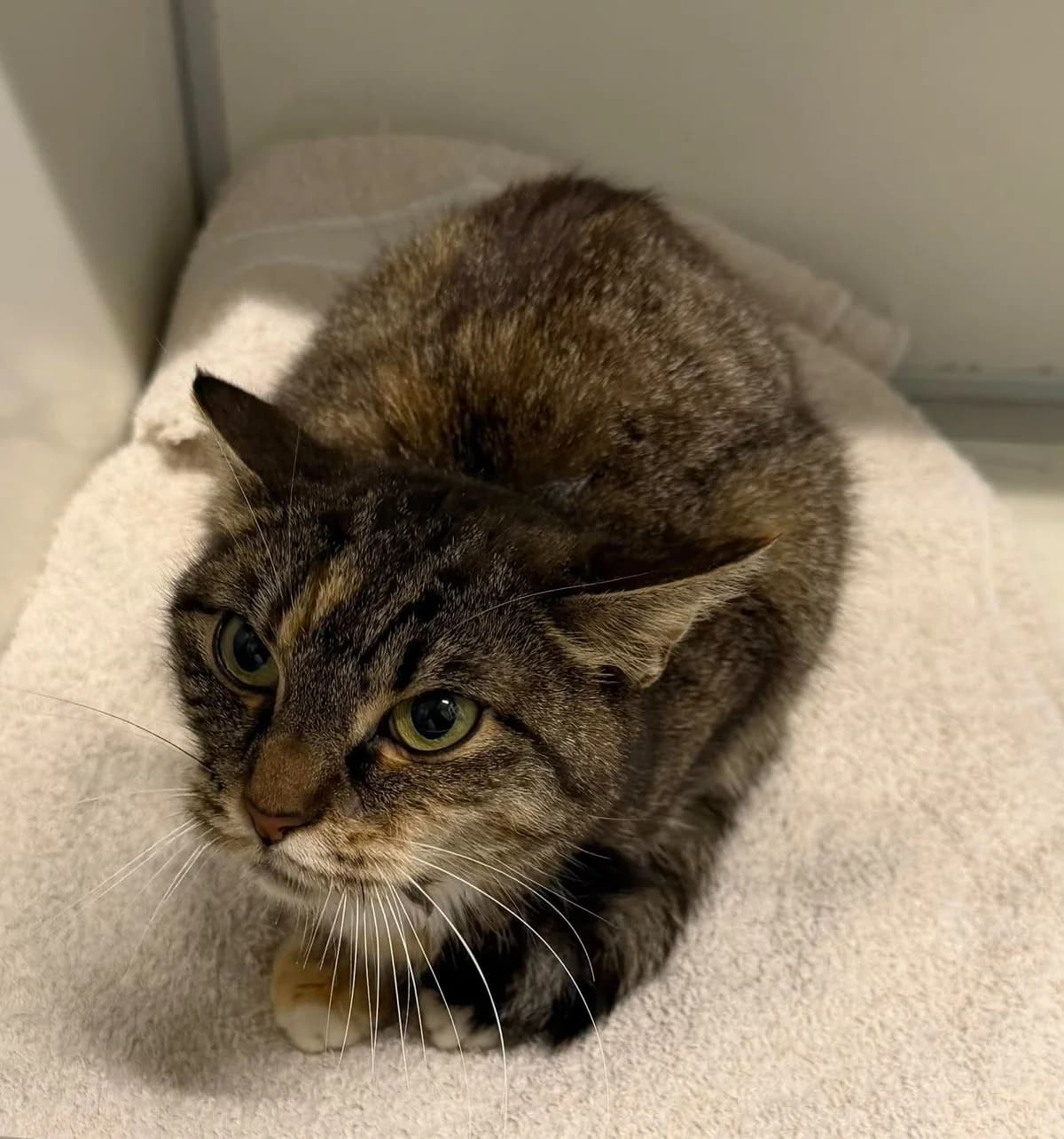 Lolly, female European Shorthair for adoption at Dierenasiel Schoten, Schoten