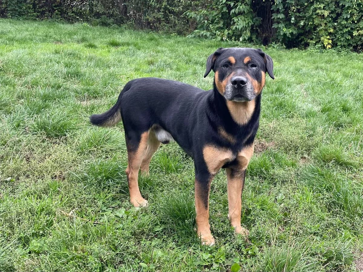 Max, male mixed breed for adoption at Dierenasiel Schoten, Schoten