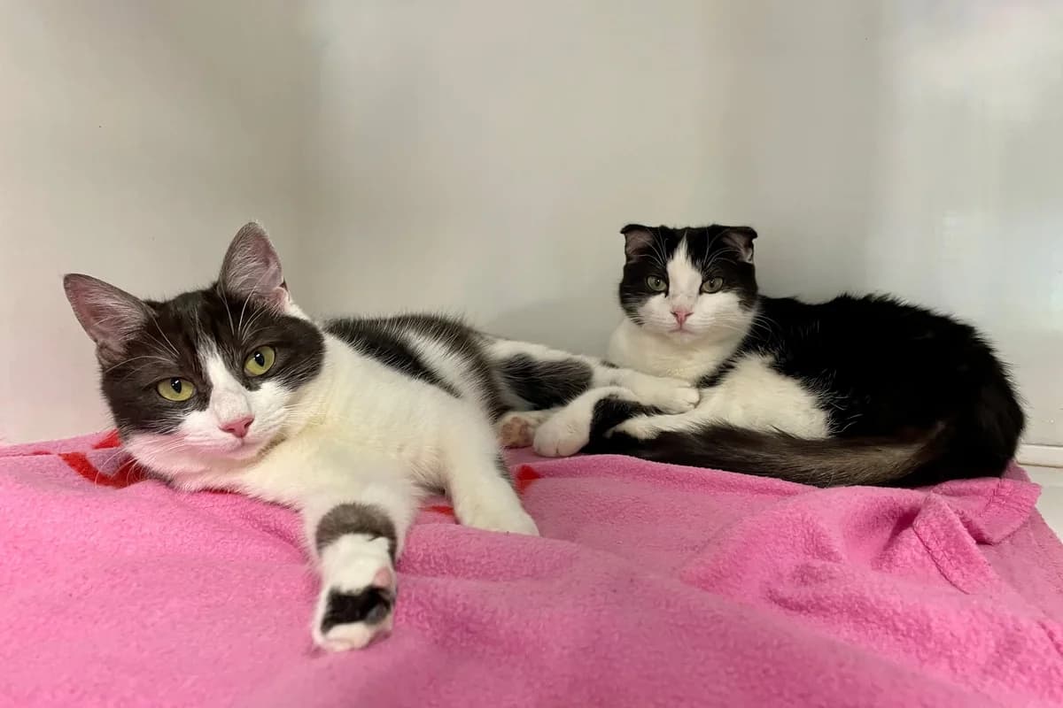 Mila en Soya, female European Shorthair for adoption at Dierenasiel Schoten, Schoten