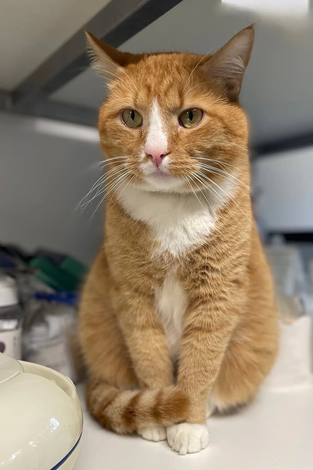 Minou, male 6yo European Shorthair for adoption at Dierenasiel Schoten, Schoten