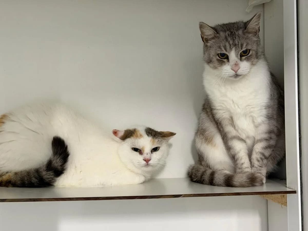 Mowgli en Ziggy, male senior European Shorthair for adoption at Dierenasiel Schoten, Schoten