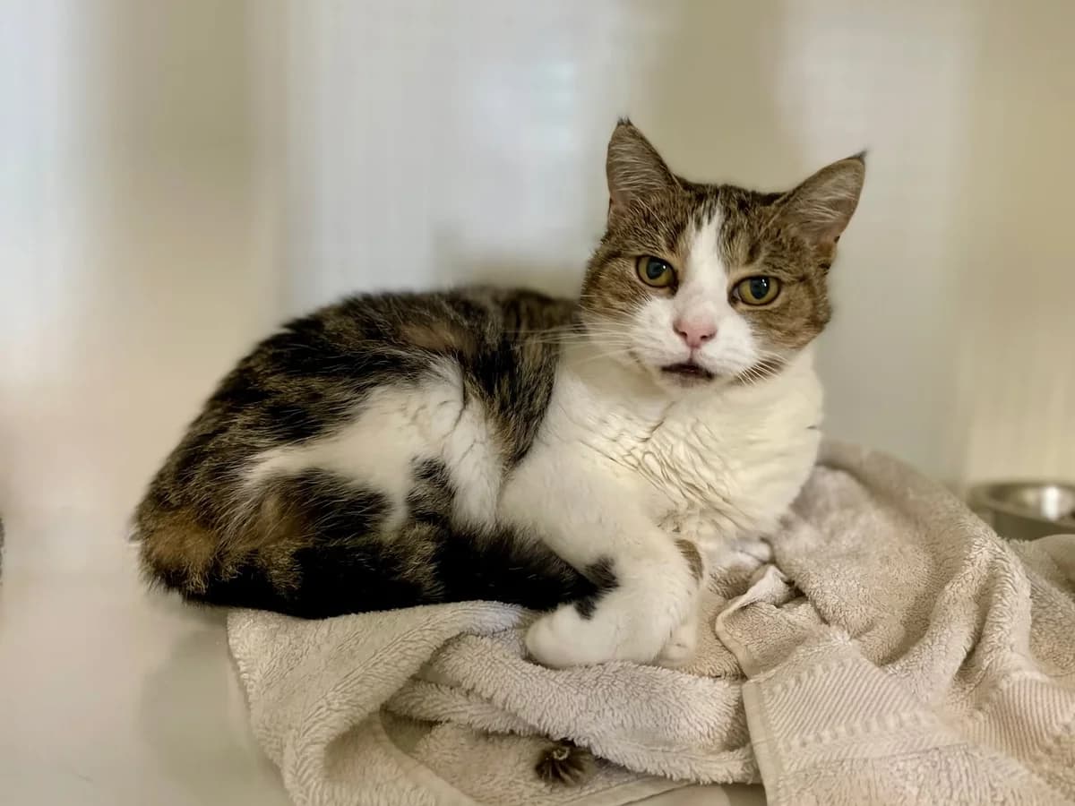 Prutske, female senior European Shorthair for adoption at Dierenasiel Schoten, Schoten
