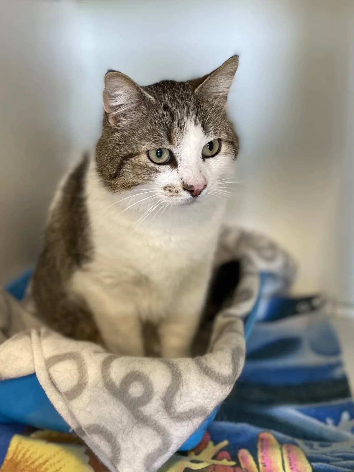 Quinten, male 3yo European Shorthair for adoption at Dierenasiel Schoten, Schoten