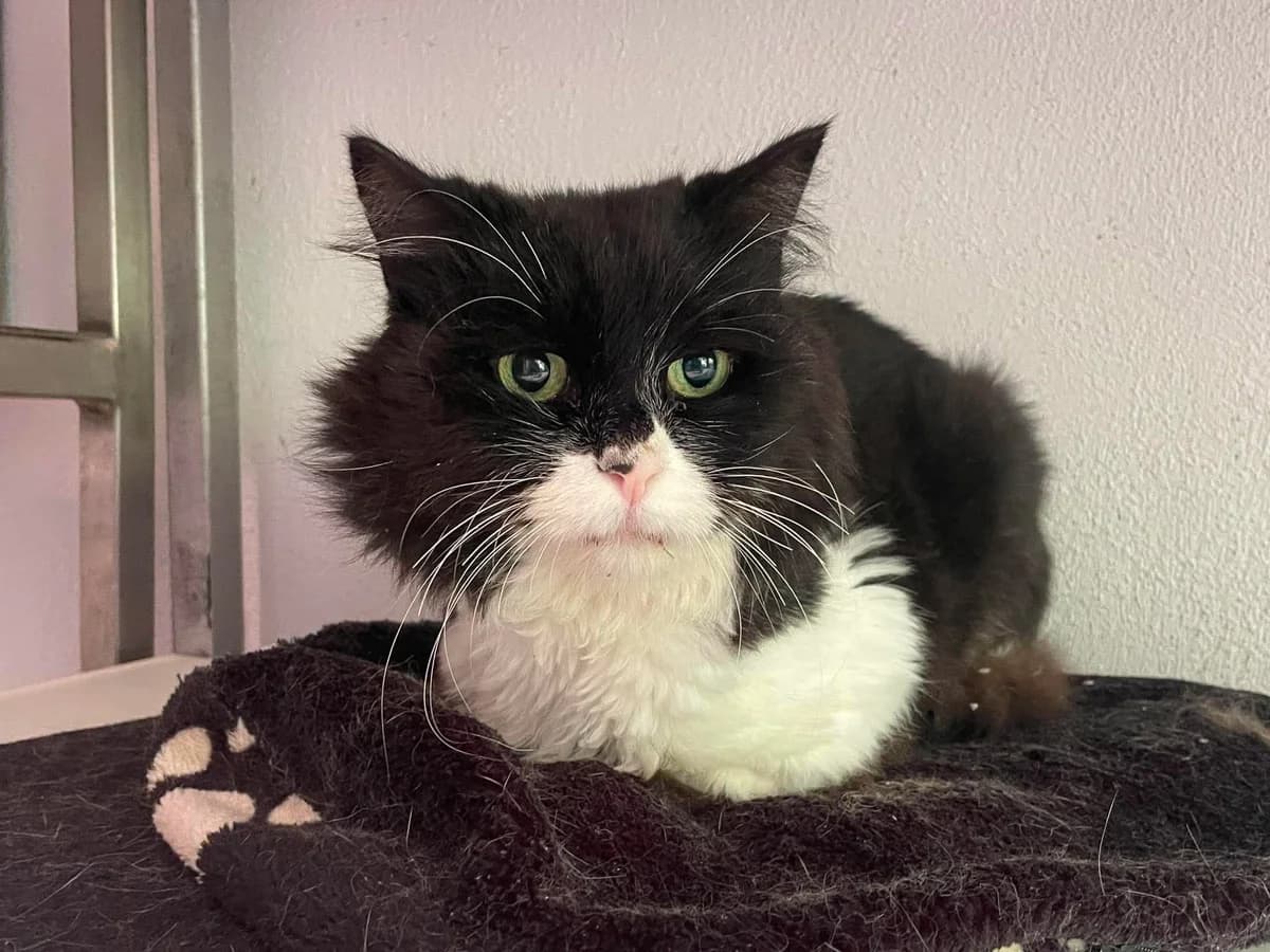 Rambo 1, male senior European Shorthair for adoption at Dierenasiel Schoten, Schoten