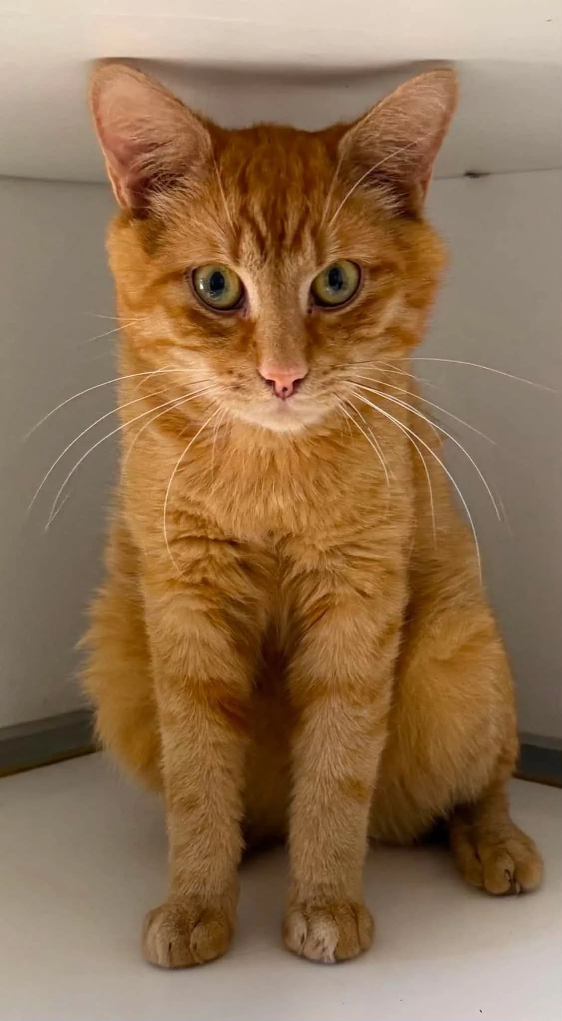 Roesti, male 3yo European Shorthair for adoption at Dierenasiel Schoten, Schoten