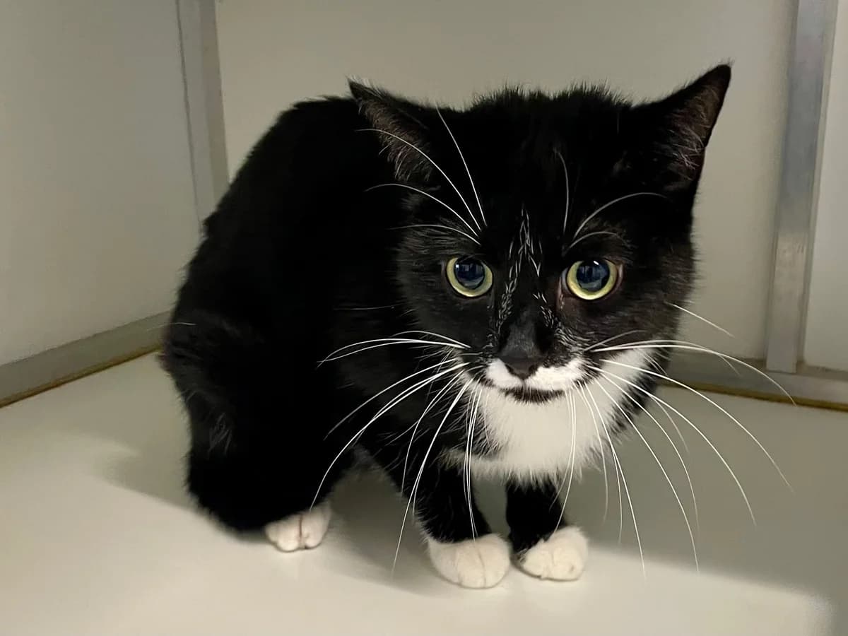 Siebe, male European Shorthair for adoption at Dierenasiel Schoten, Schoten