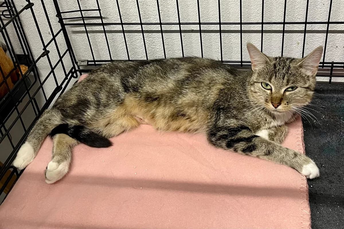 Sweety, female young European Shorthair for adoption at Dierenasiel Schoten, Schoten