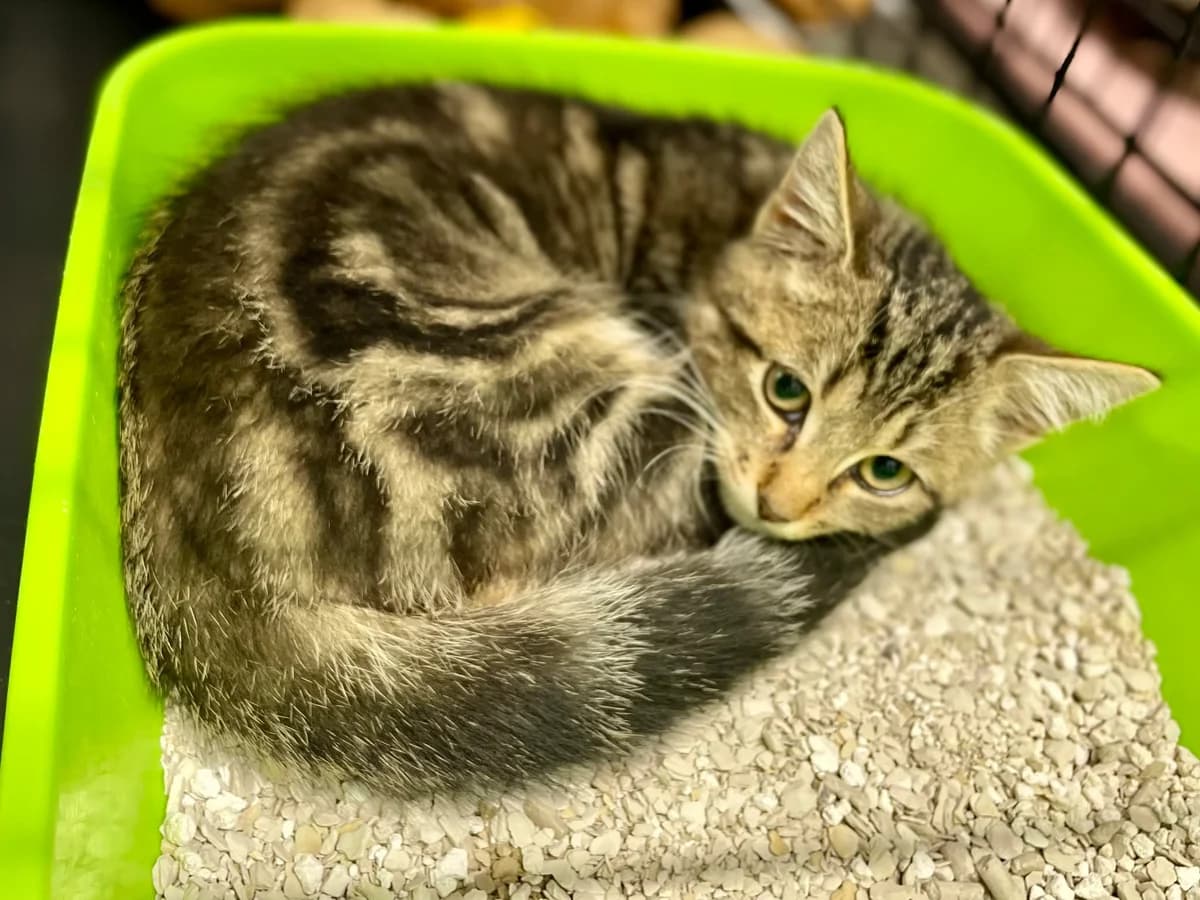 Switch, male puppy European Shorthair for adoption at Dierenasiel Schoten, Schoten