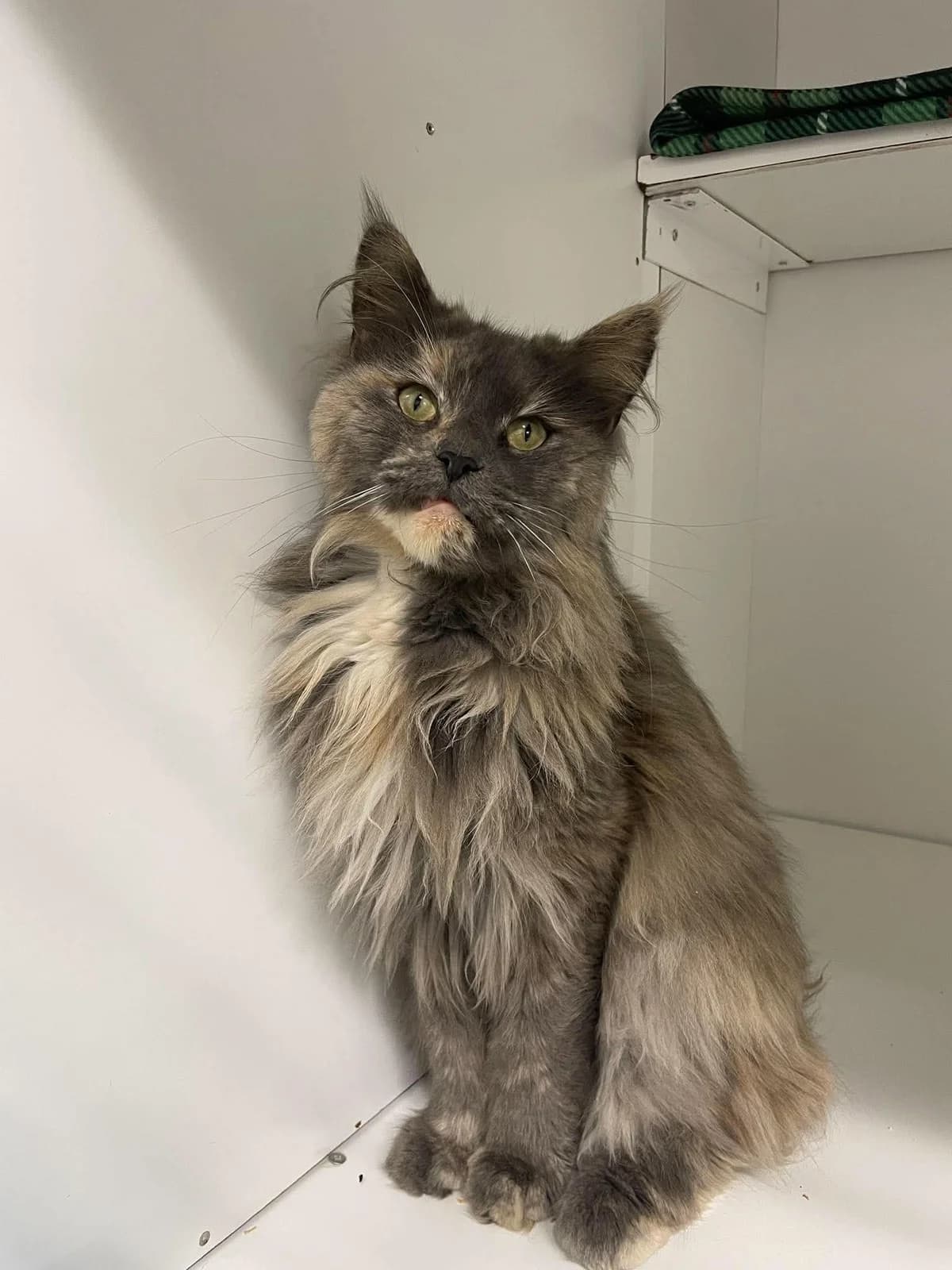 Tequila, female 4yo Maine Coon for adoption at Dierenasiel Schoten, Schoten