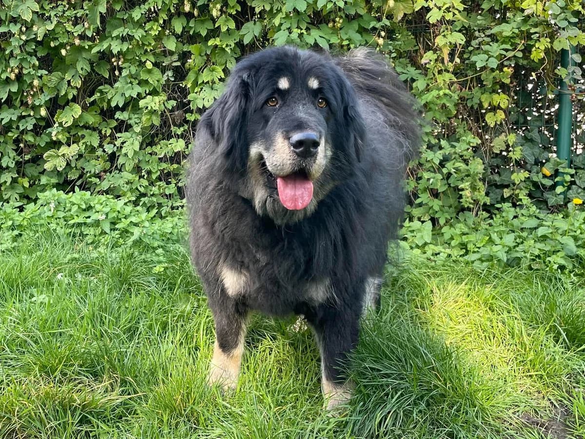Vienna, female 5yo Mastiff for adoption at Dierenasiel Schoten, Schoten