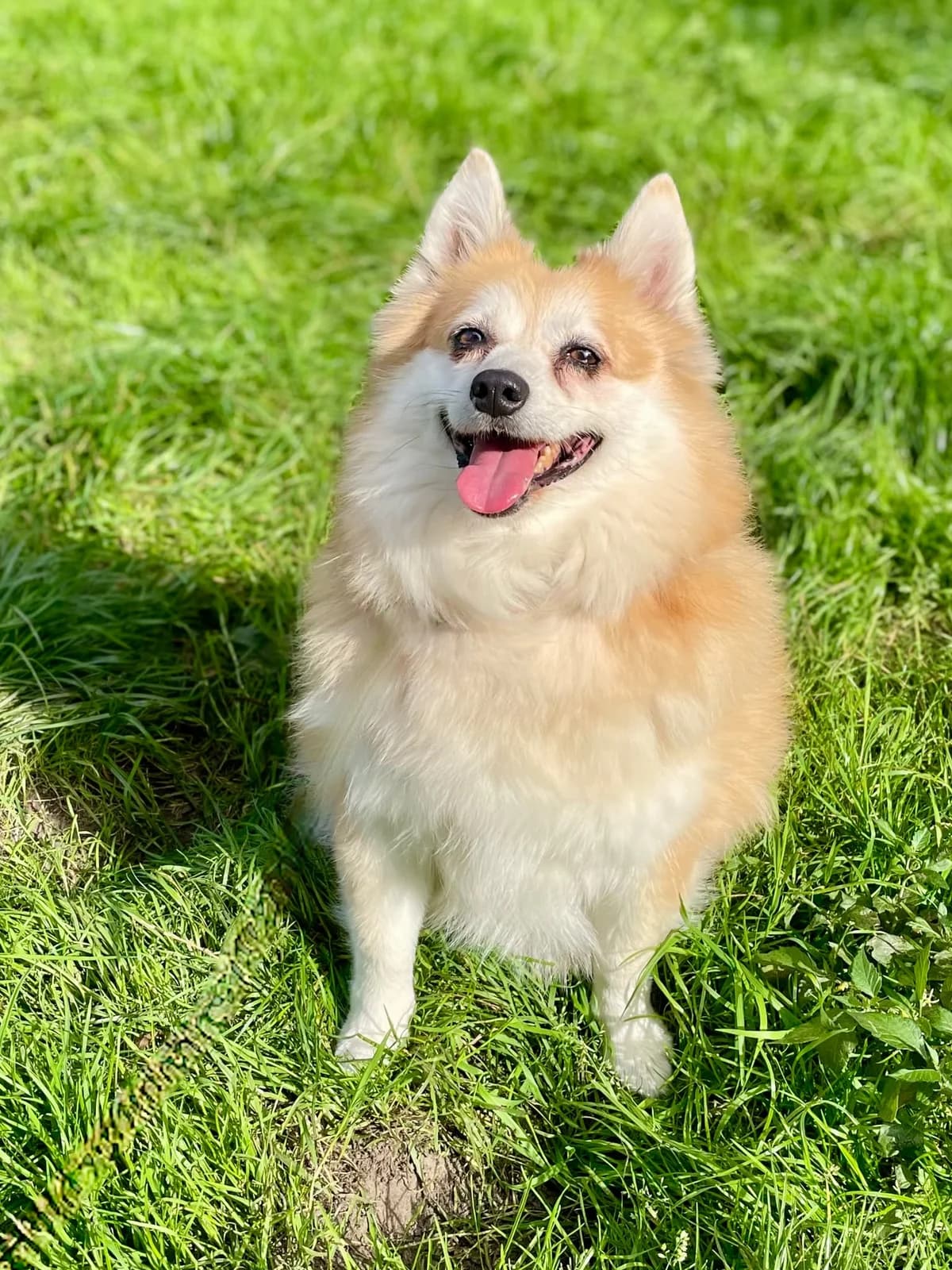 Zoe, female Keeshond for adoption at Dierenasiel Schoten, Schoten