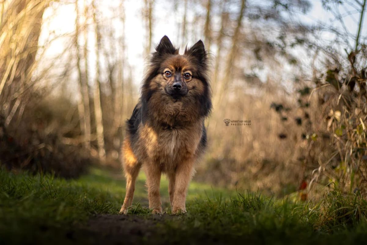 Boellie, bruin male 4yo Keeshond for adoption at Dierenasiel Sint-Hubertus, Aalst